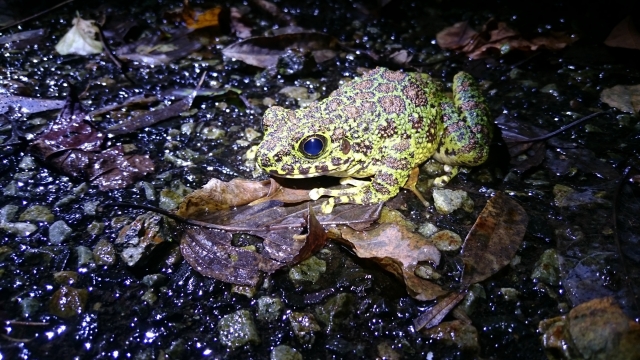 奄美大島の珍しい生き物図鑑｜固有種や絶滅危惧種に出会えるスポットも紹介！