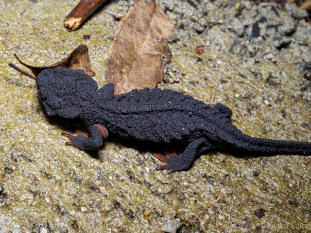 奄美大島の珍しい生き物図鑑｜固有種や絶滅危惧種に出会えるスポットも紹介！