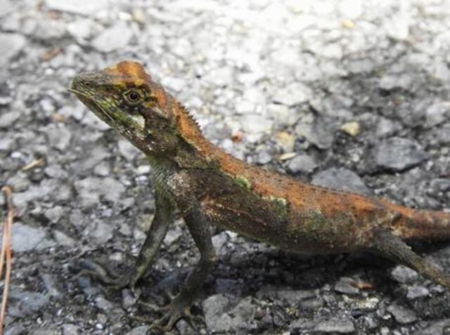 奄美大島の珍しい生き物図鑑｜固有種や絶滅危惧種に出会えるスポットも紹介！