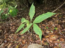 【奄美大島の植物図鑑】固有種・希少植物の魅力を徹底解説