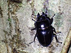 奄美大島の珍しい生き物図鑑｜固有種や絶滅危惧種に出会えるスポットも紹介！