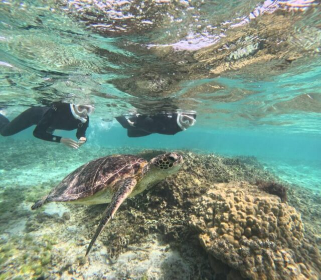 ウミガメ　シュノーケリング