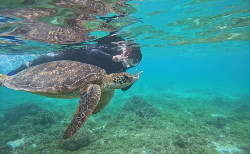ウミガメ　シュノーケリング