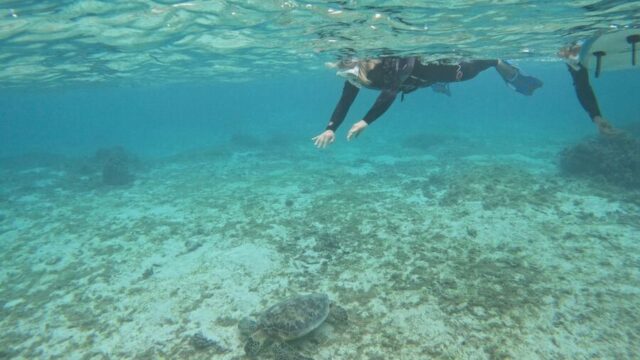 浮潛 海龜