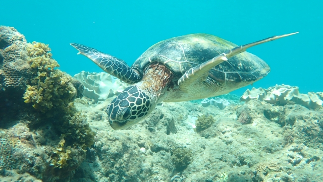 透明な奄美大島の海中で出会える野生のウミガメ