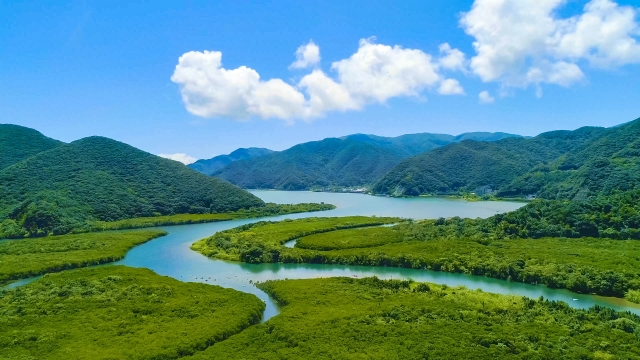 奄美大島の自然が広がるマングローブの川景色
