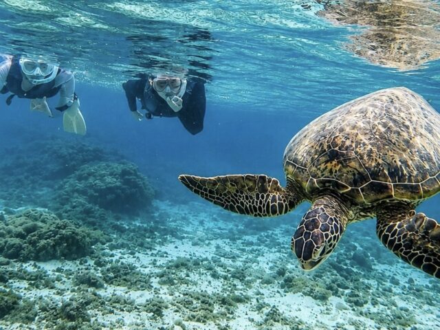 奄美大島　ウミガメ　シュノーケル