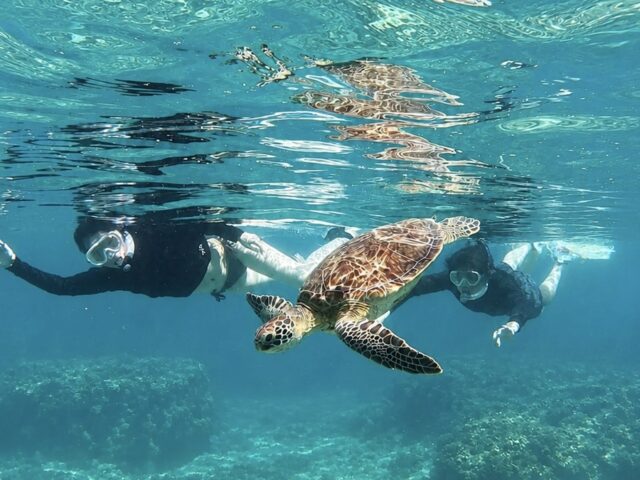 Amami Oshima: Sea Turtles and Snorkeling