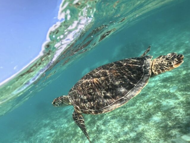 奄美大島　ウミガメ