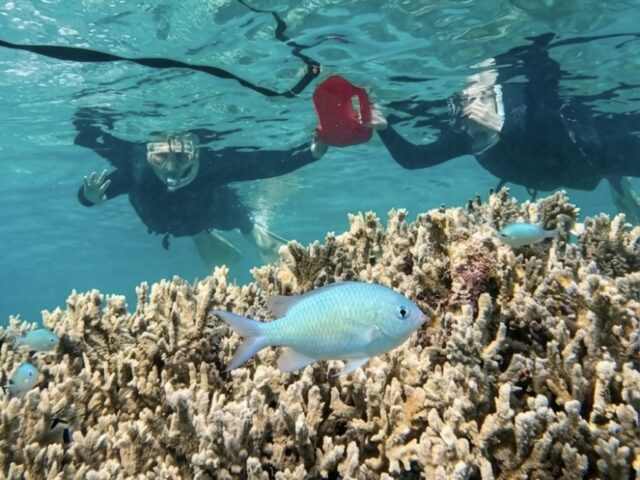 奄美大島　シュノーケル