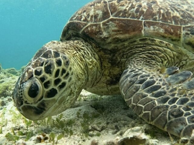 奄美大島　ウミガメ