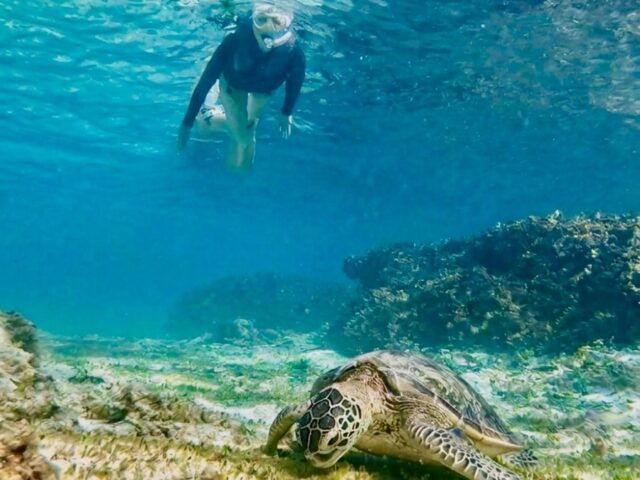 奄美大島 ウミガメ シュノーケル