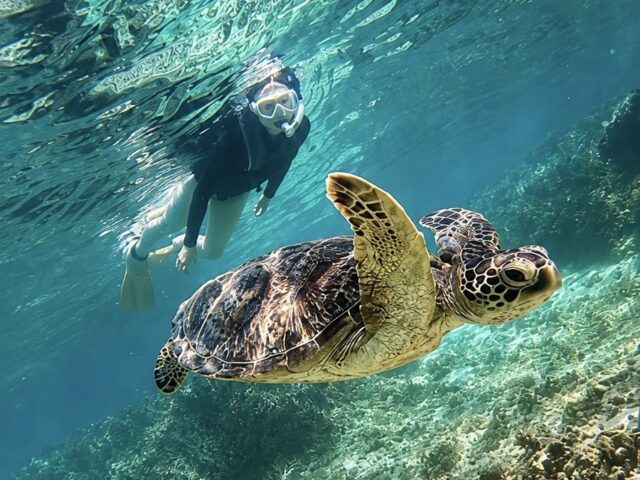 奄美大島　ウミガメ　シュノーケル
