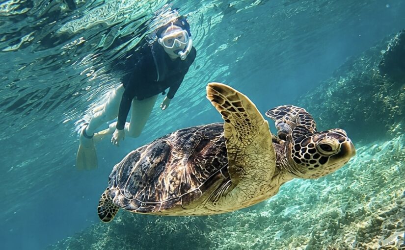 Amami Oshima: Sea Turtles and Snorkeling