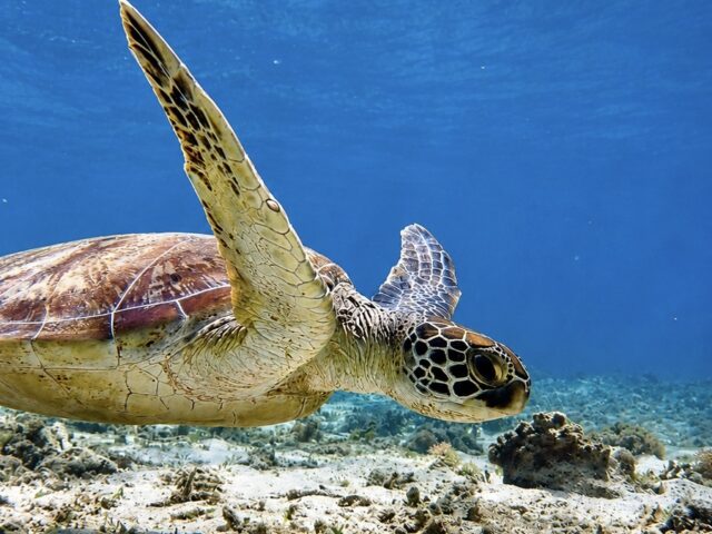 奄美大島　ウミガメ