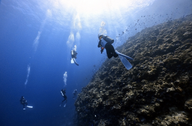 奄美大島の透明な海を潜るドロップオフ体験
