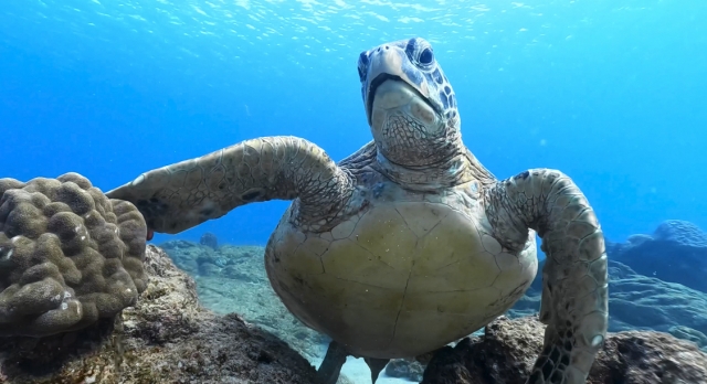 奄美大島の海中で泳ぐ美しいアオウミガメ