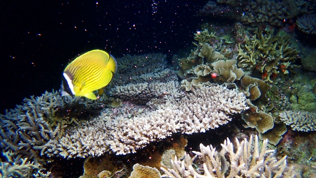 奄美大島の夜の海に光るサンゴ礁