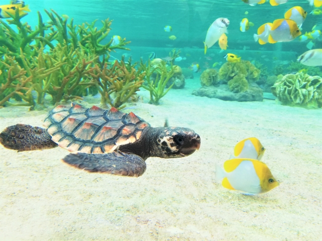 奄美大島の珊瑚礁を進むウミガメ