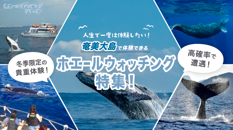 奄美発ホエールKV_sp