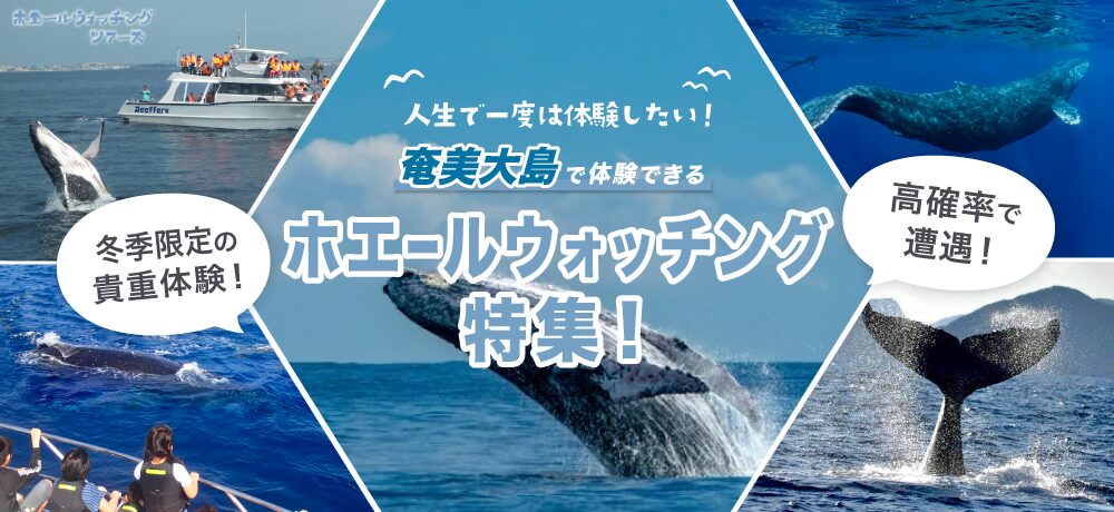 奄美発ホエールKV_pc