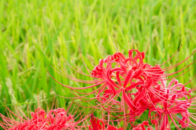 ミキ 伝統行事 奄美大島