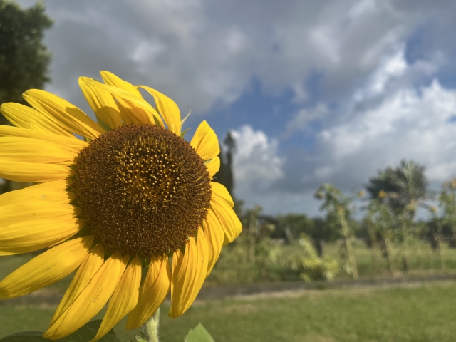奄美大島 ひまわり 夏