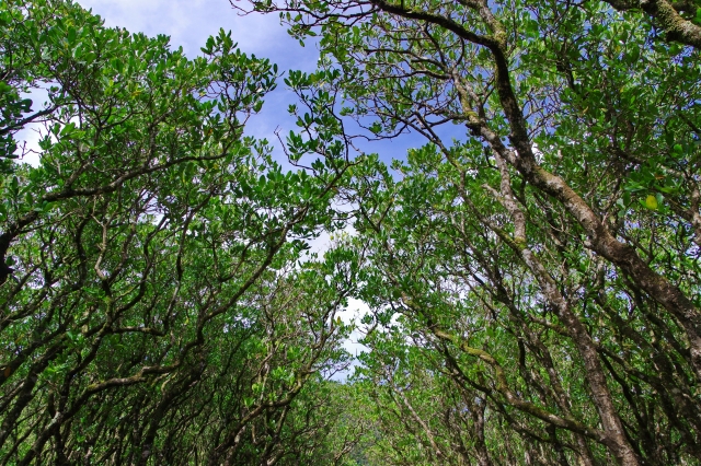 黒潮の森マングローブパーク