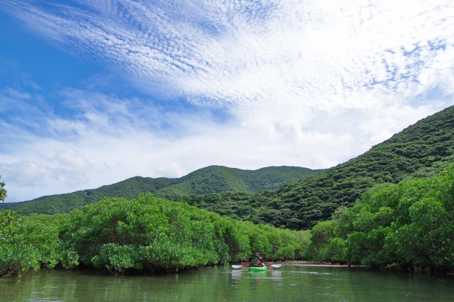 黒潮の森マングローブパーク