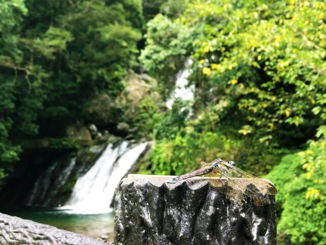 奄美大島の滝とトンボ