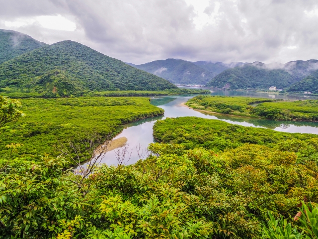 黒潮の森マングローブパーク