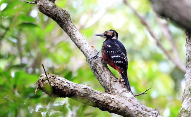 オーストンオオアカゲラ