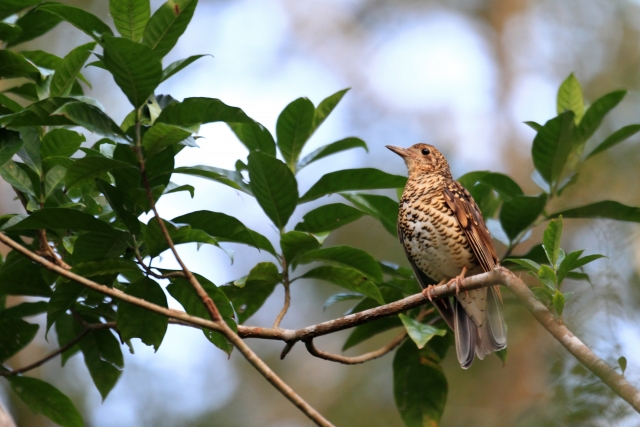 オオトラツグミ