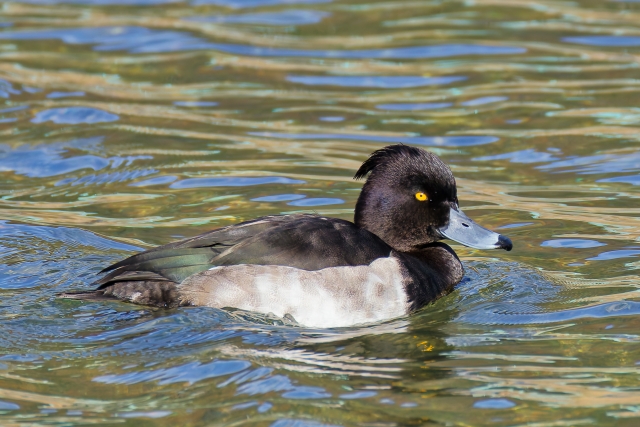 キンクロハジロ