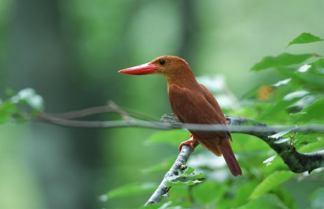 アカショウビン