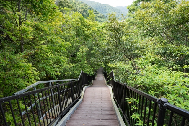 奄美大島のマングローブ原生林へ向かう遊歩道