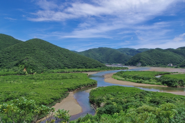 奄美大島　マングローブの森