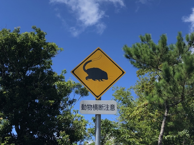 奄美大島のケナガネズミ道路標識