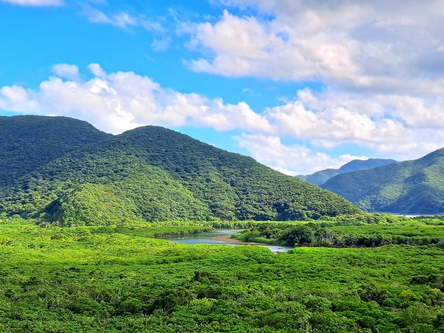 奄美大島　住用町　マングローブ