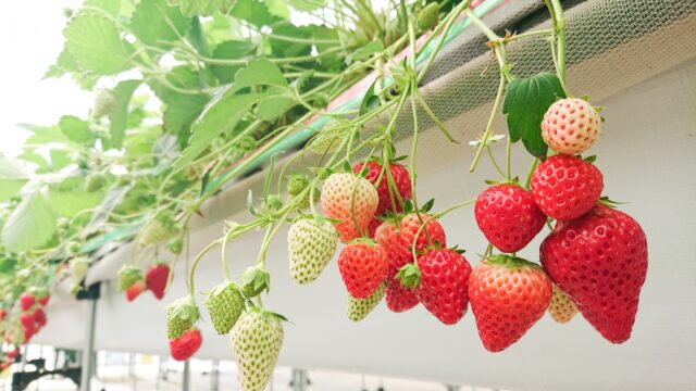 いちご狩り　畝