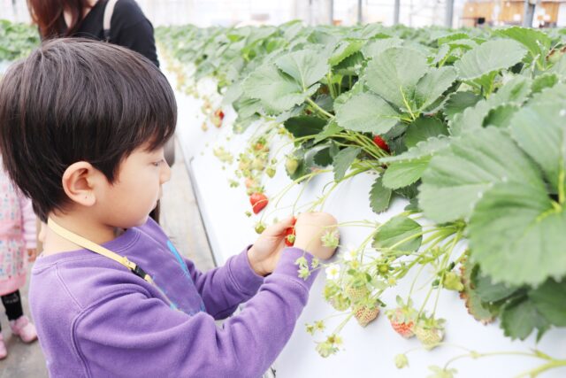 いちご狩り　子供