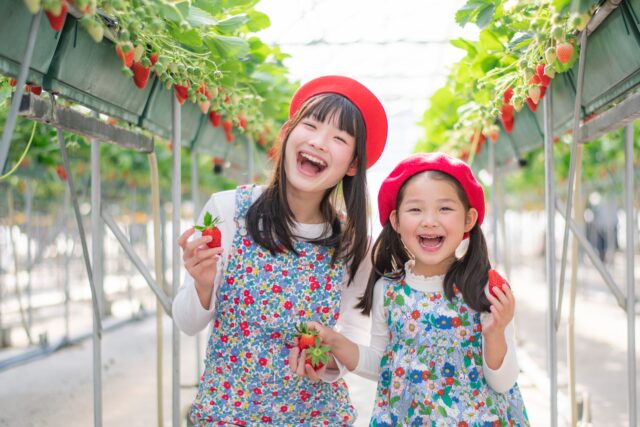 いちご狩り　子供