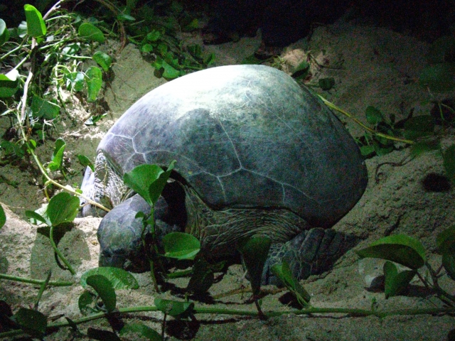 Sea Turtles Laying Eggs
