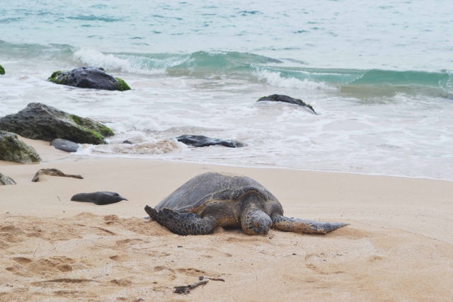 Sea Turtles Laying Eggs